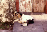 Malaysian Goat