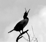 Song of the Cormorant