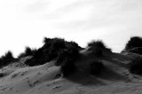 Pt. Reyes - Bodega Bay  100