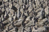 Pt. Reyes - Bodega Bay  114
