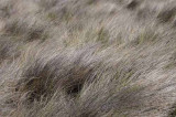 Pt. Reyes - Bodega Bay  119