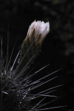 Succulents, Cactus & Other Spiny Plants