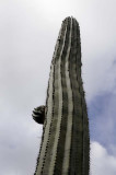 Succulents, Cactus & Other Spiny Plants