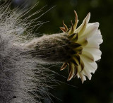 Succulents, Cactus & Other Spiny Plants