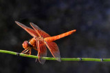 Flame Skimmer Dragonfly