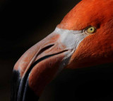 The Color of Flamingos