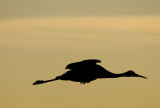 Sandhill Crane - Sunset Flight