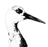 Sandhill Crane Sketch