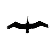 Flight of the Pelican