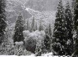 February in Yosemite