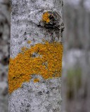 Lichen on Winter Aspen
