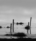 Mud Flats, Elkhorn Slough