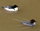 Common Mergansers