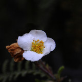 Early Forest Flower