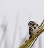 Song Sparrow