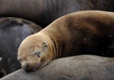 California Sea Lions