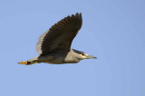 Black Crowned Night Heron