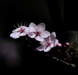 Flowers from the Garden