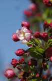 Spring Blossom