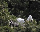 Great American Egrets
