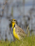 Song of the Meadowlark