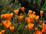 California Poppies