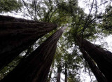 Pacific Redwoods