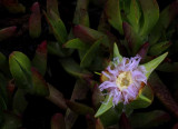 Lavender Ice Plant Blossom