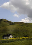 Mustard Below the Old Bunkhouse