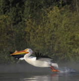 White Pelican