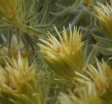 Tomorrows Blossoms