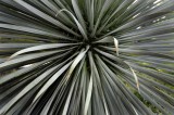 Succulents, Cactus & Other Spiny Plants