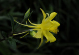 Yellow Columbine