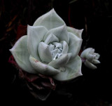Succulents, Cactus & Other Spiny Plants