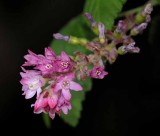 Flowers from the Garden