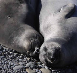 Northern Elephant Seals