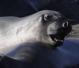 Northern Elephant Seals