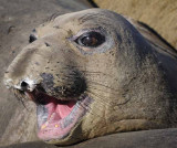 Northern Elephant Seals