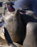 Northern Elephant Seals