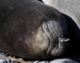 Northern Elephant Seals