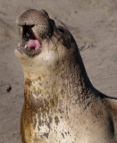 Northern Elephant Seals