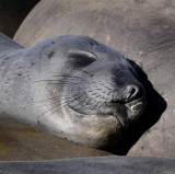 Northern Elephant Seals