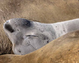 Northern Elephant Seals