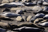 Northern Elephant Seals