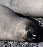 Northern Elephant Seals