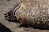 Northern Elephant Seals