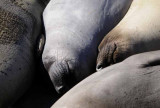Northern Elephant Seals