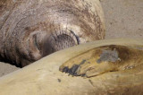 Northern Elephant Seals