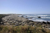 Northern Elephant Seals