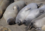 Northern Elephant Seals